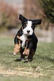 GRAND BOUVIER SUISSE 041